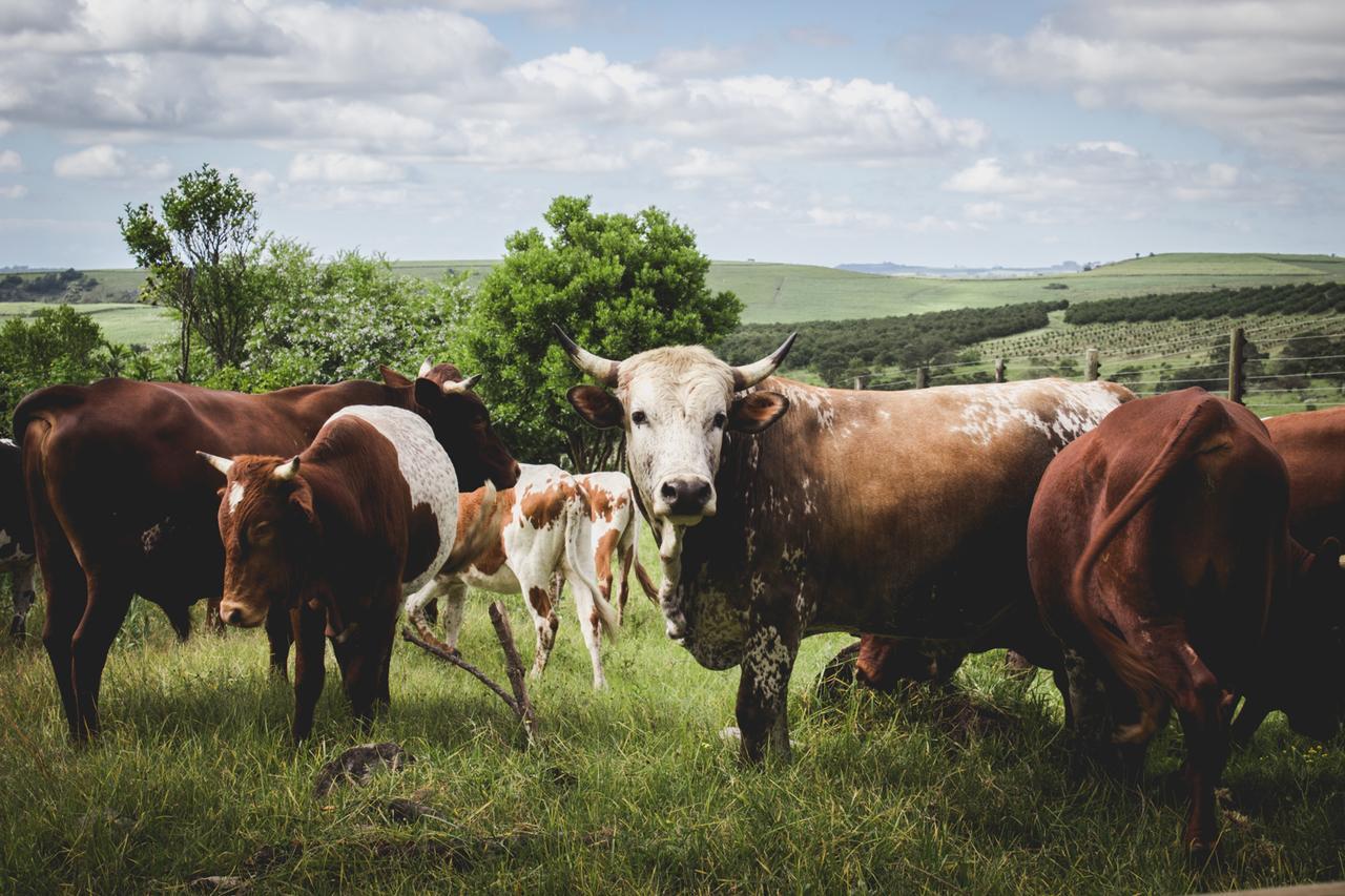 ホテル Oribi Gorge Guest Farm Glendale エクステリア 写真