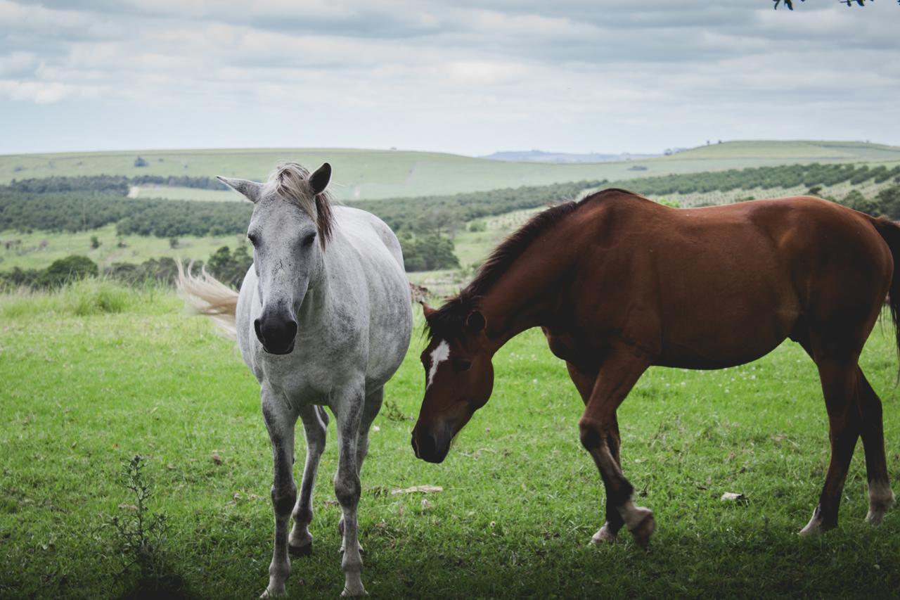 ホテル Oribi Gorge Guest Farm Glendale エクステリア 写真