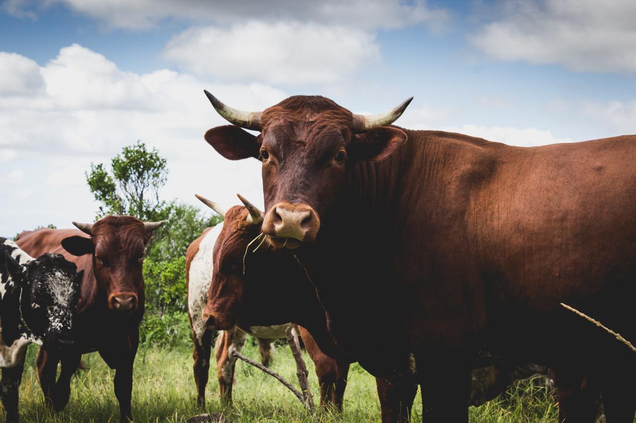ホテル Oribi Gorge Guest Farm Glendale エクステリア 写真